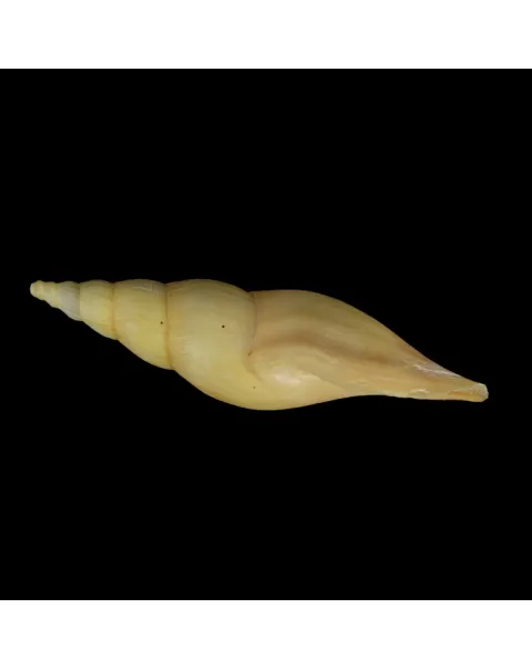 Fusivoluta Barnardi