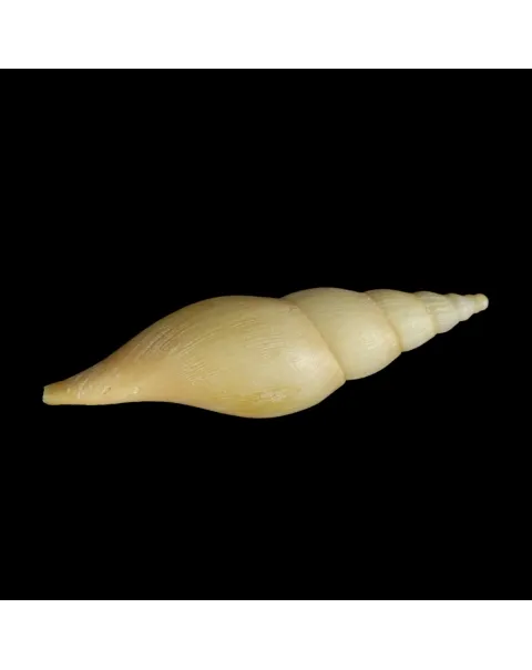 Fusivoluta Barnardi