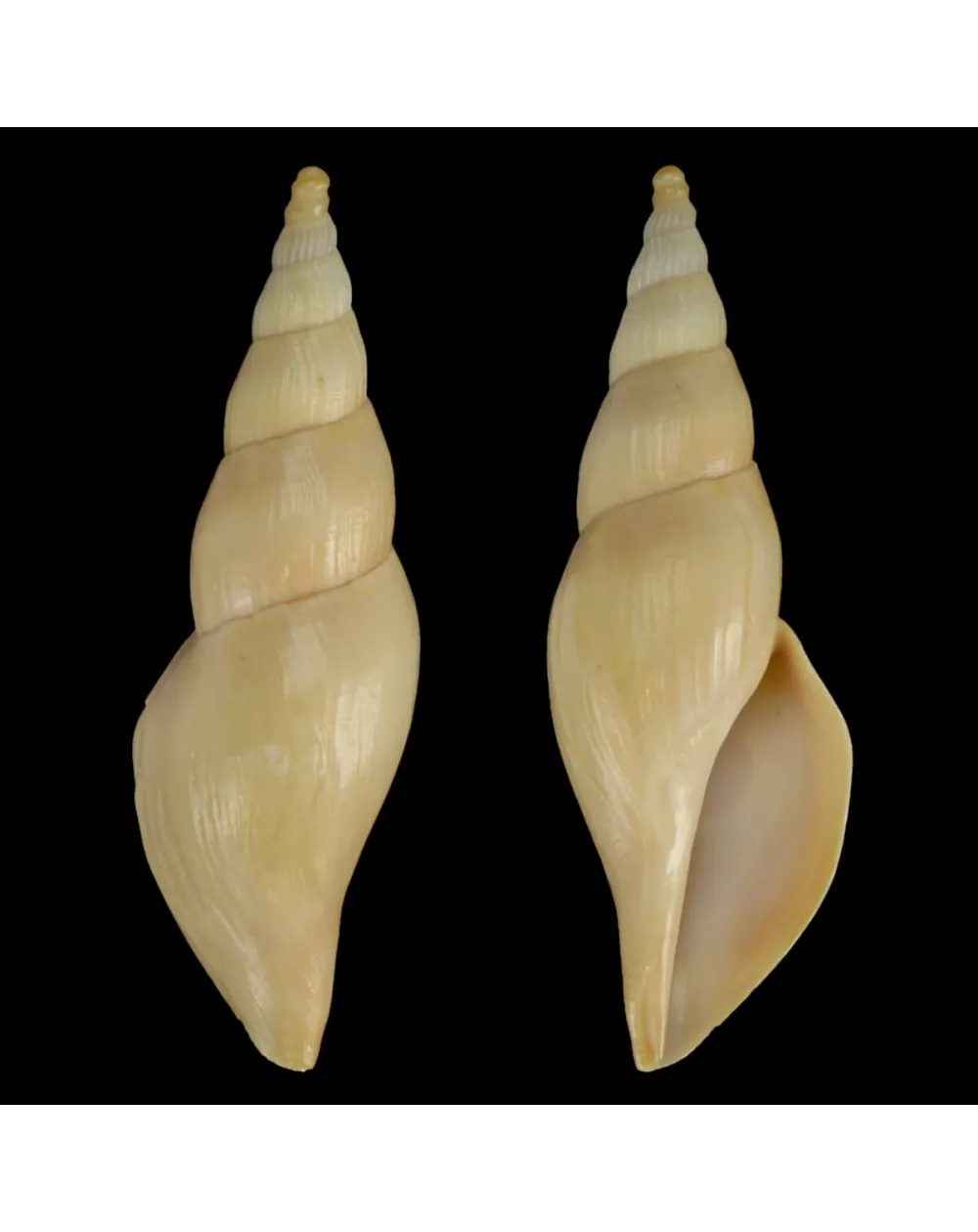 Fusivoluta Barnardi