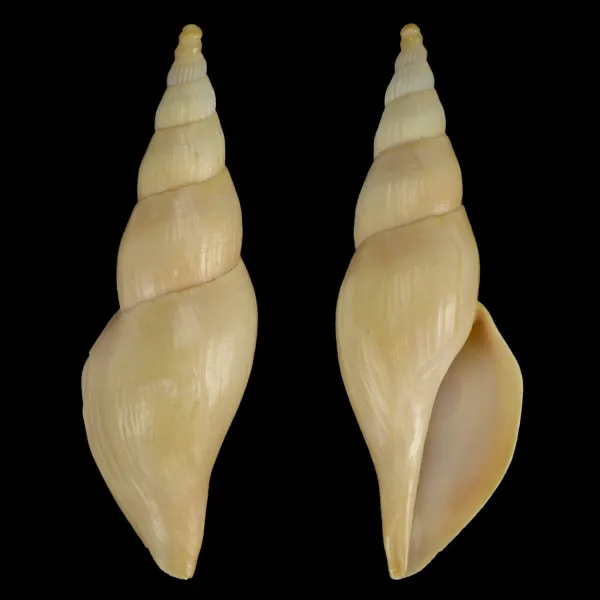 Fusivoluta Barnardi