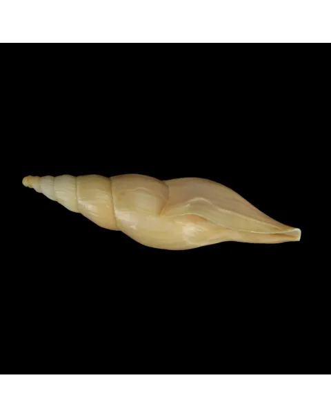 Fusivoluta Barnardi