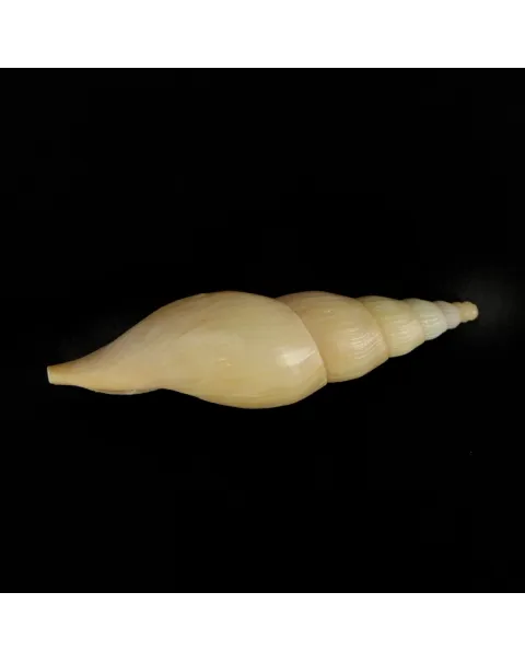 Fusivoluta Barnardi