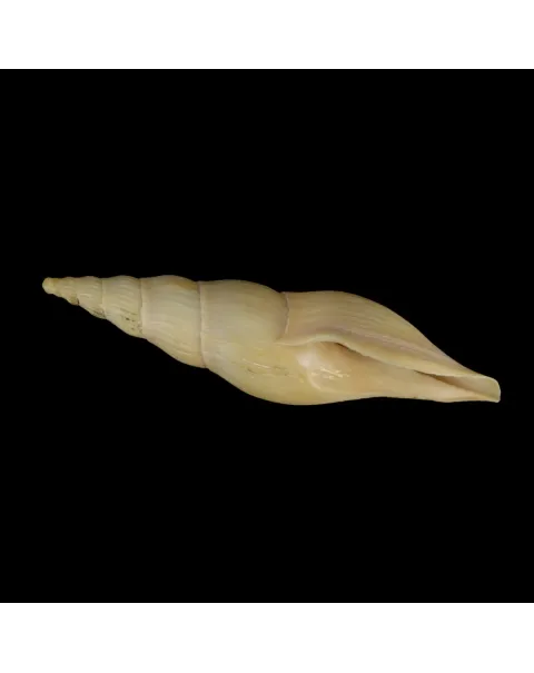 Fusivoluta Barnardi