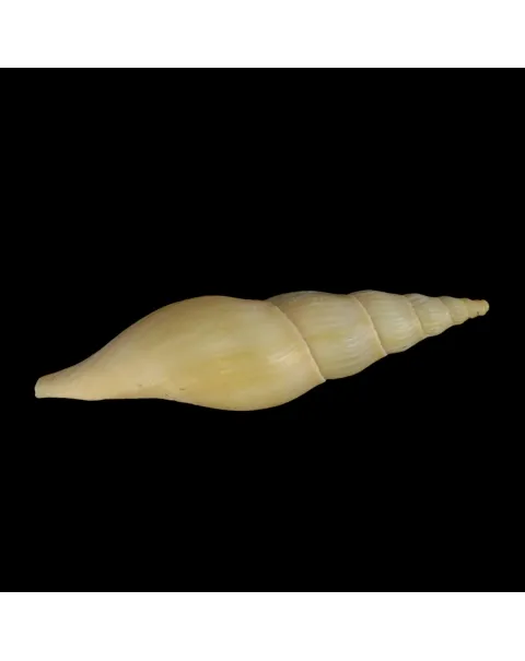 Fusivoluta Barnardi