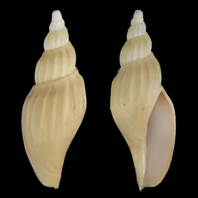 Fulgoraria Chinoi
