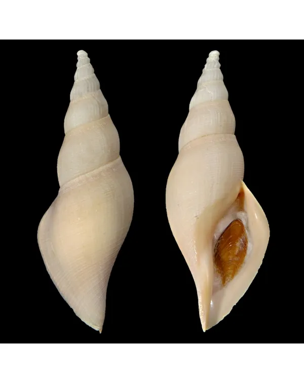Fusivoluta Clarkei