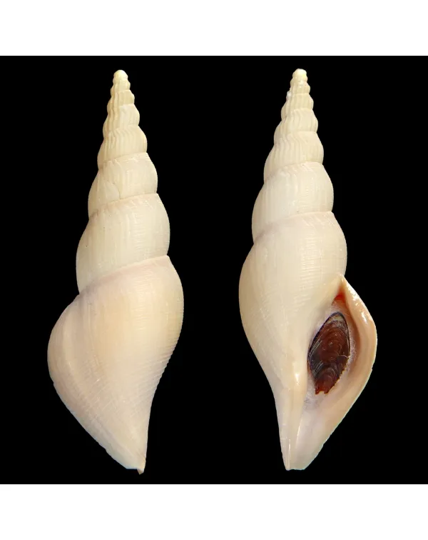 Fusivoluta Clarkei