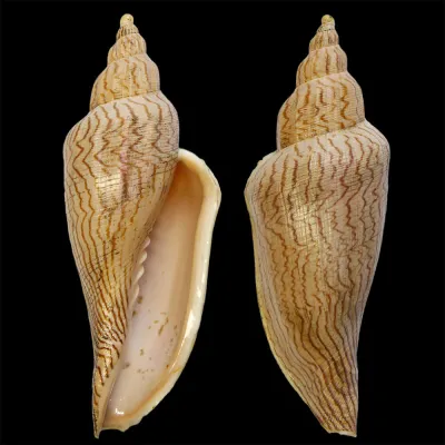 Fulgoraria Ericarum