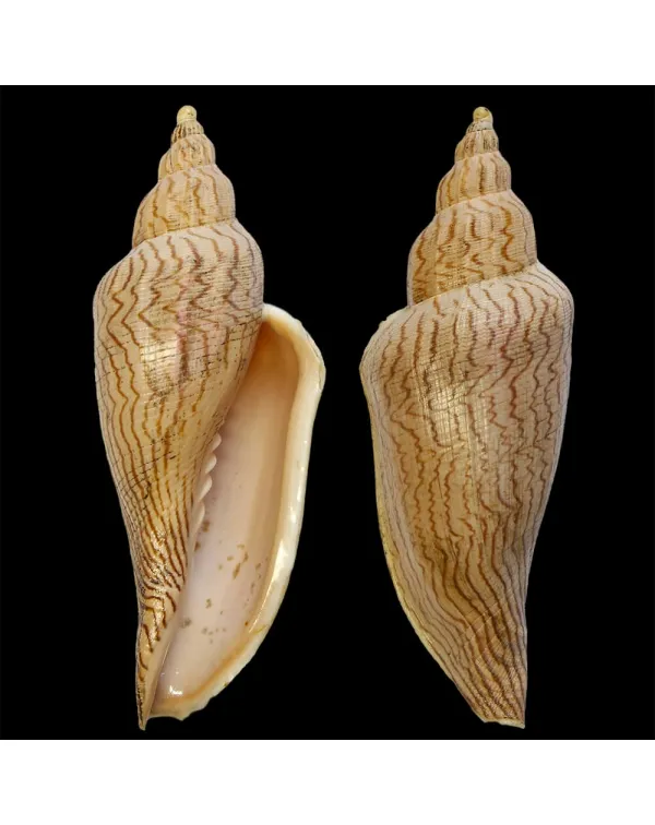 Fulgoraria Ericarum