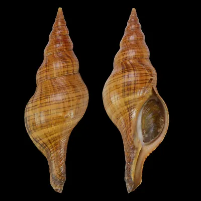 Filifusus Manuelae