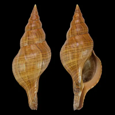 Filifusus Manuelae