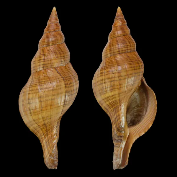 Filifusus Manuelae