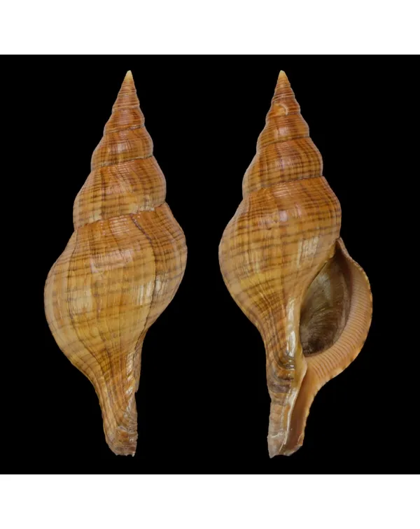 Filifusus Manuelae