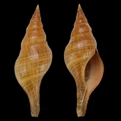 Filifusus Manuelae (3)