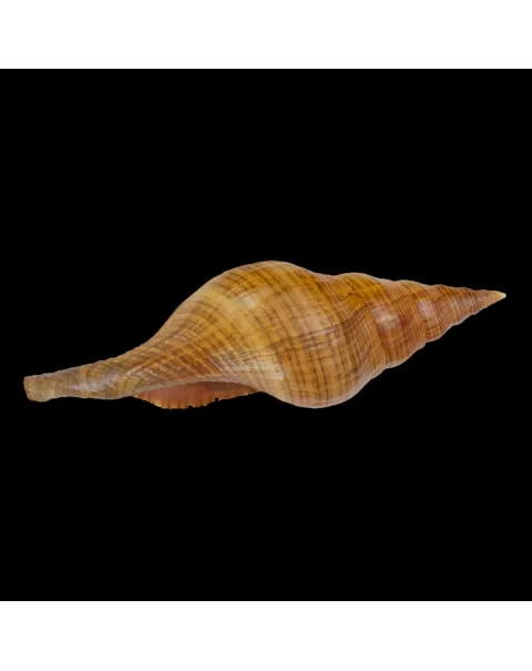 Filifusus Manuelae
