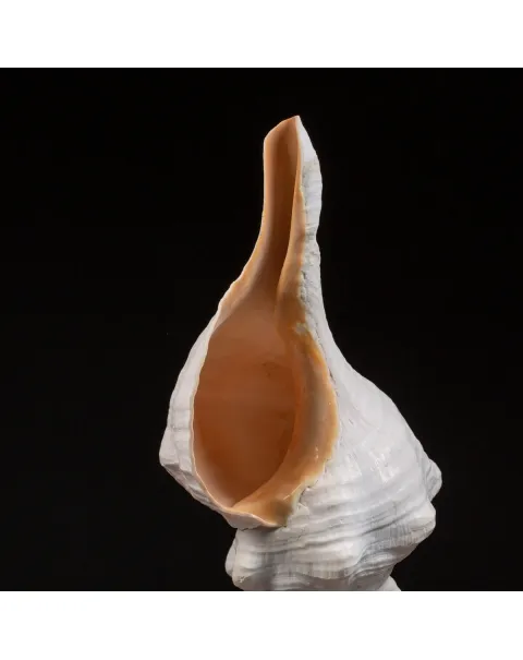 Triplofusus Giganteus su base