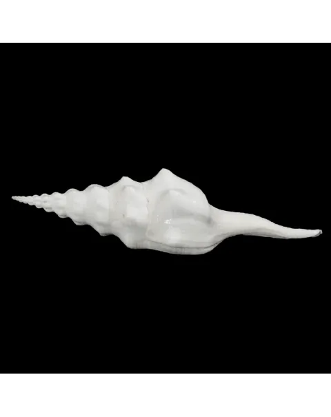 Cyrtulus Undatus
