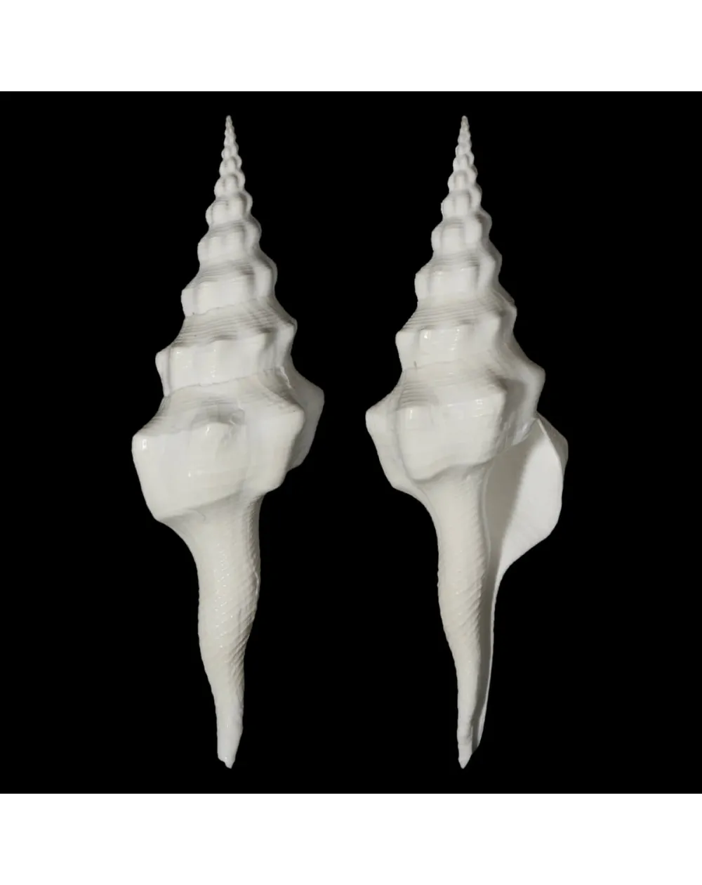 Cyrtulus Undatus