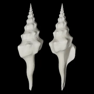 Cyrtulus Undatus