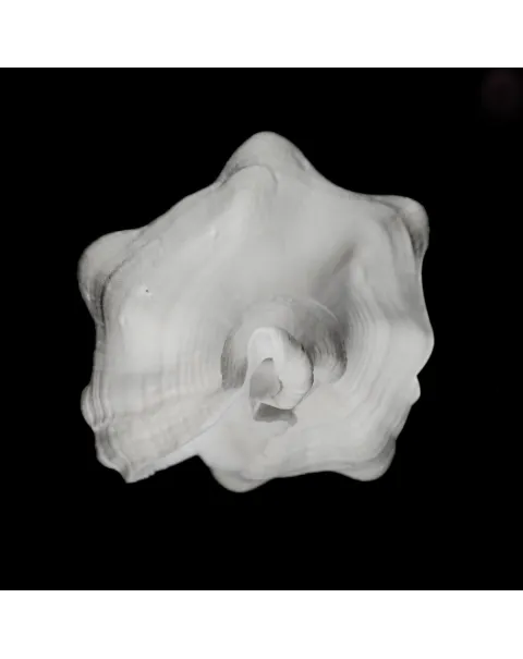 Cyrtulus Undatus