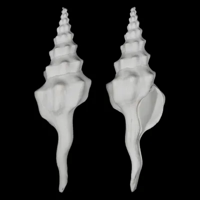 Cyrtulus Undatus
