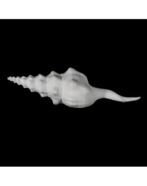 Cyrtulus Undatus