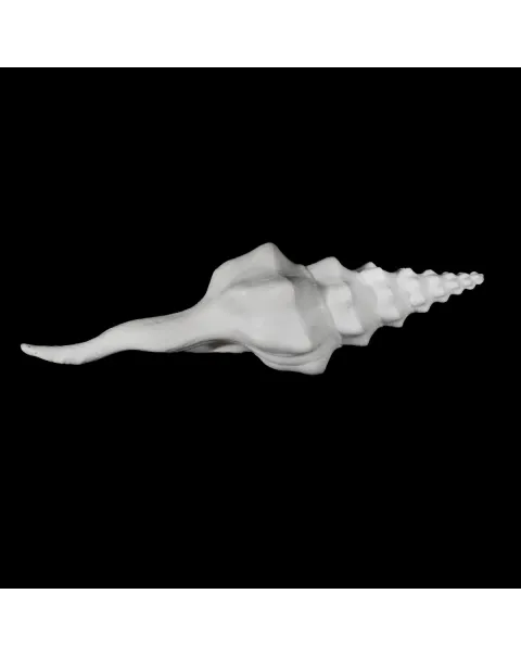Cyrtulus Undatus