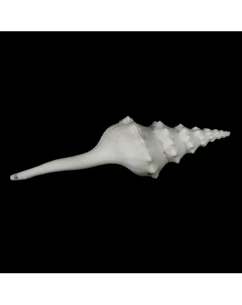 Cyrtulus Undatus