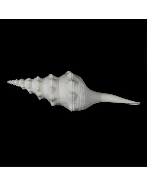 Cyrtulus Undatus