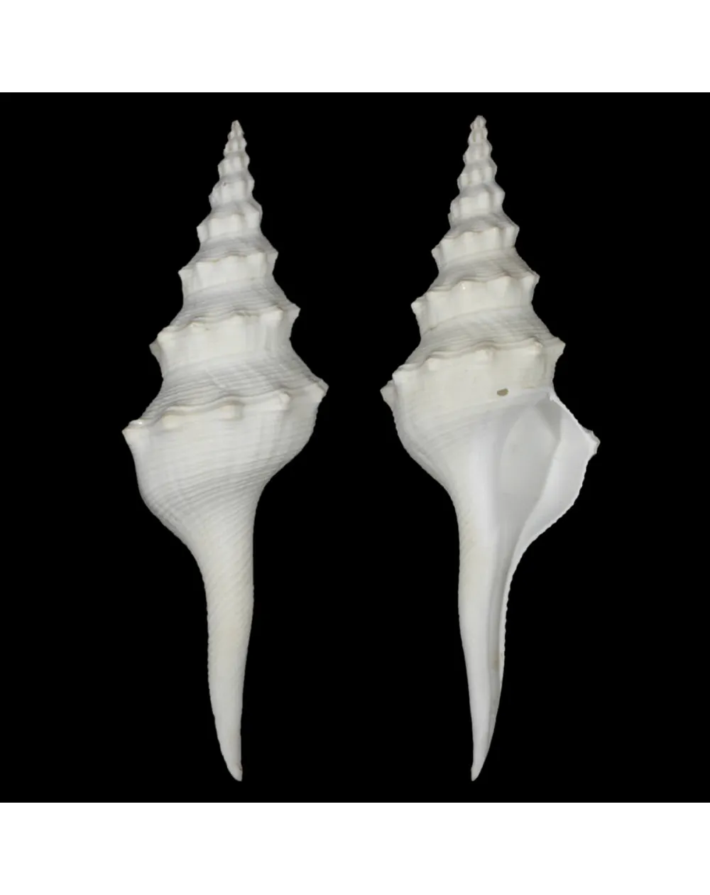 Cyrtulus Undatus