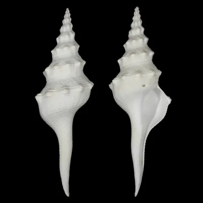 Cyrtulus Undatus