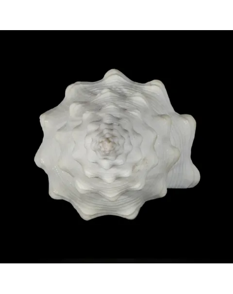 Cyrtulus Undatus