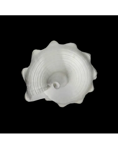 Cyrtulus Undatus
