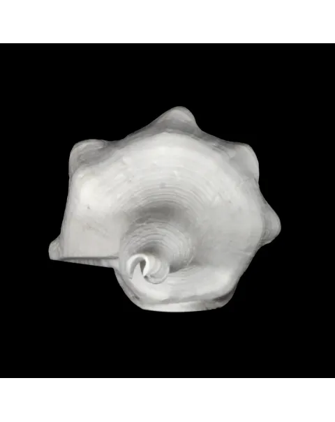 Cyrtulus Undatus