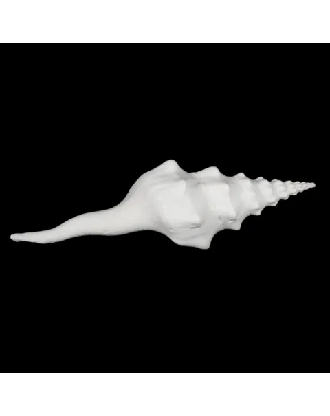 Cyrtulus Undatus