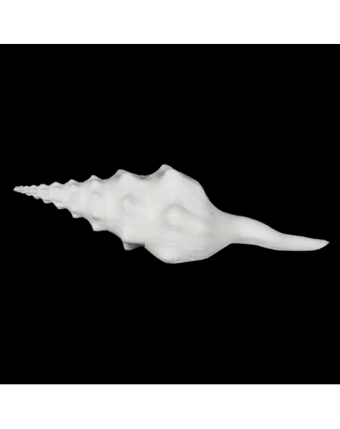 Cyrtulus Undatus