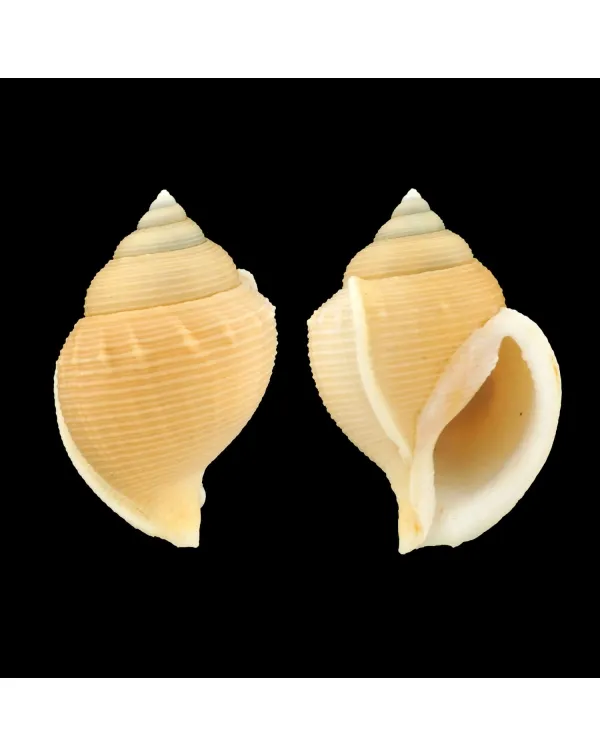 Galeoda Keyteri