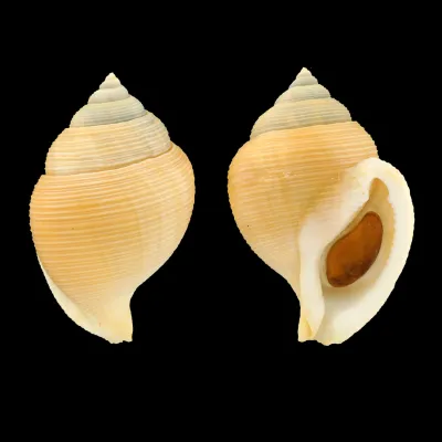 Galeoda Keyteri