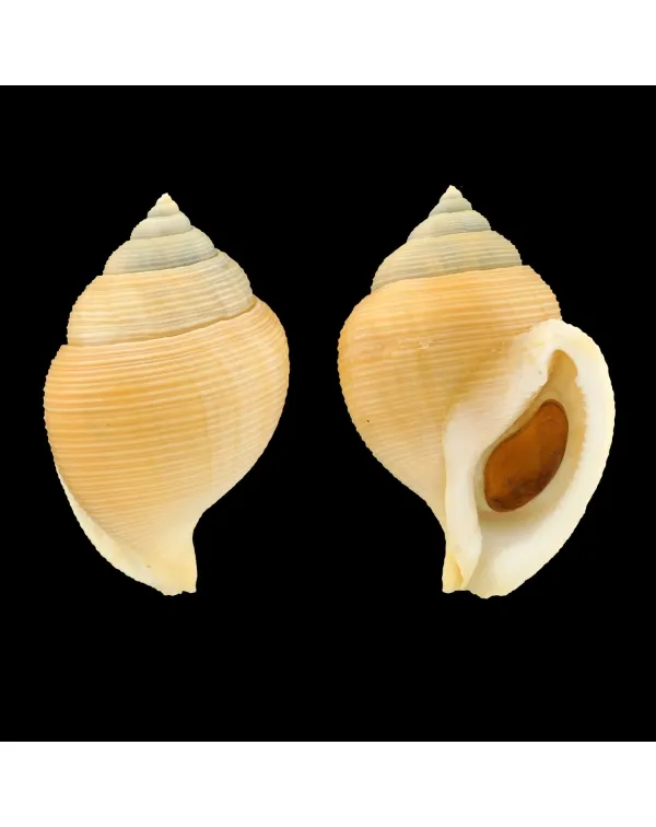 Galeoda Keyteri