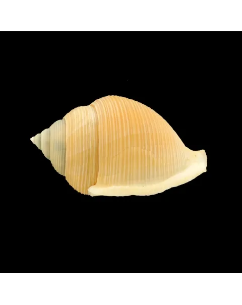 Galeoda Keyteri