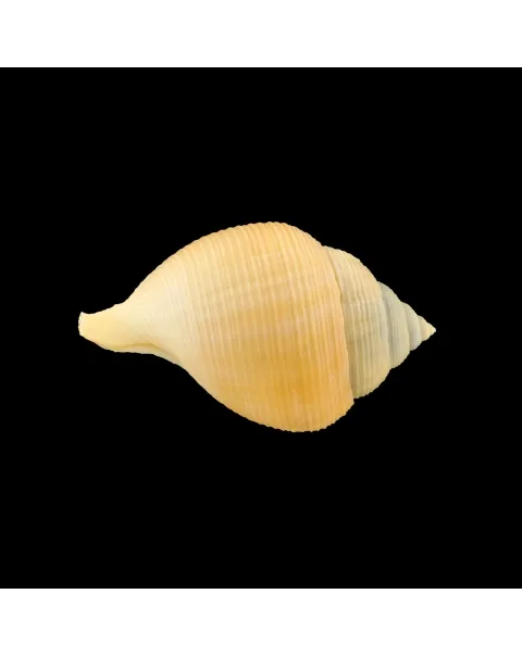 Galeoda Keyteri