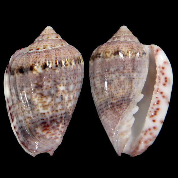 Glabella Mirabilis