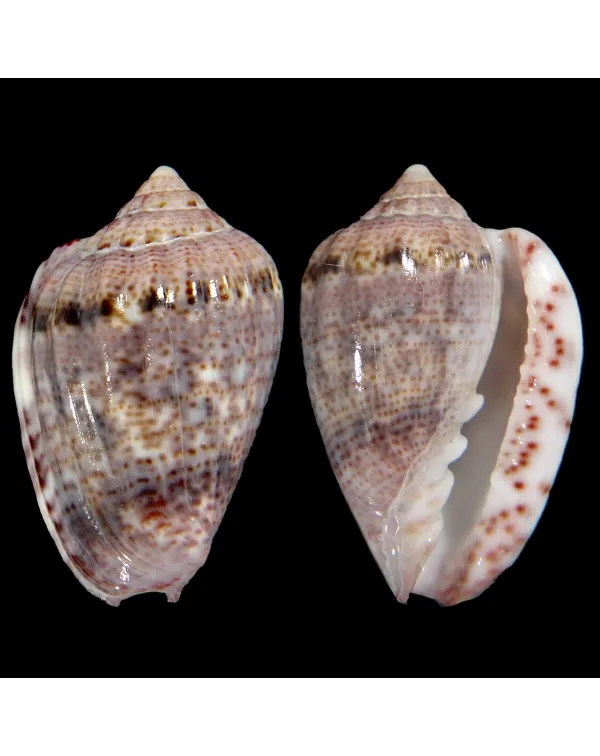 Glabella Mirabilis