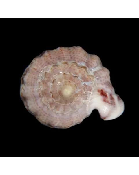 Glabella Mirabilis