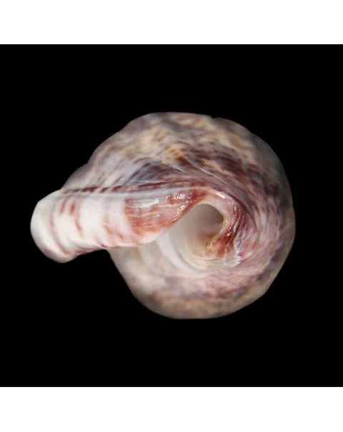 Glabella Mirabilis