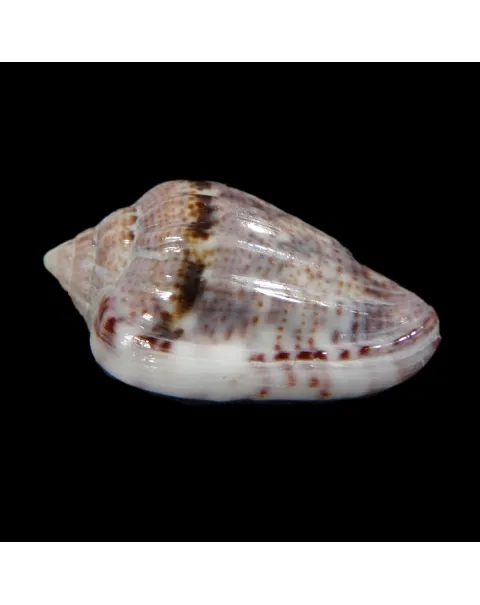 Glabella Mirabilis