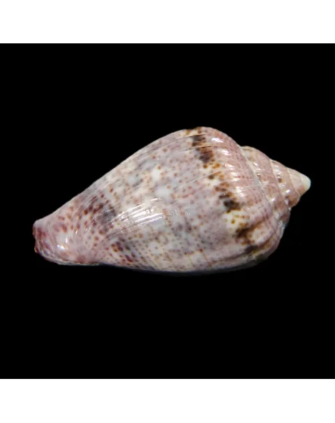 Glabella Mirabilis