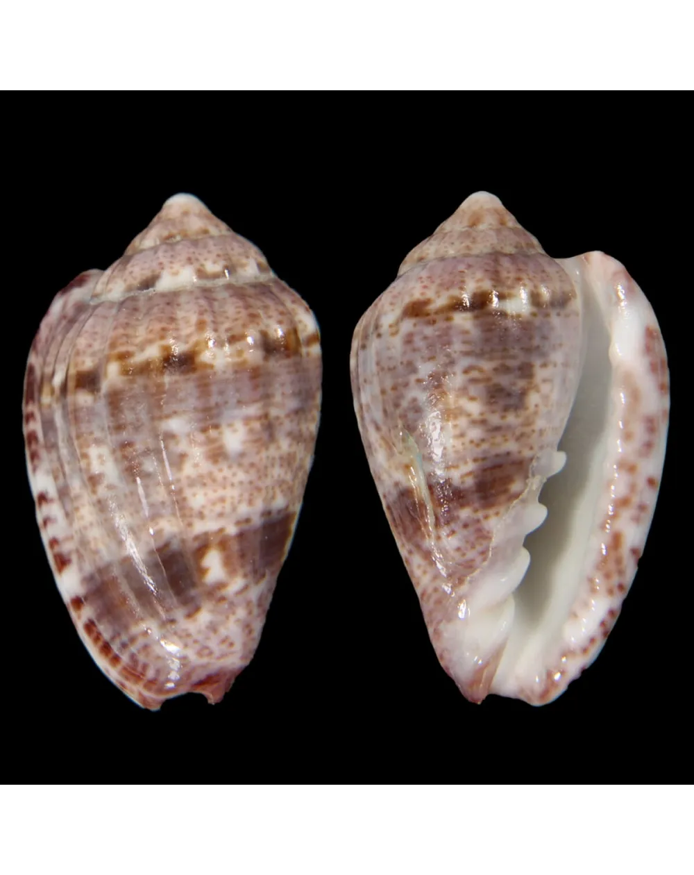 Glabella Mirabilis