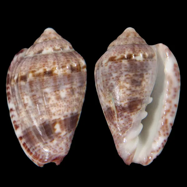 Glabella Mirabilis