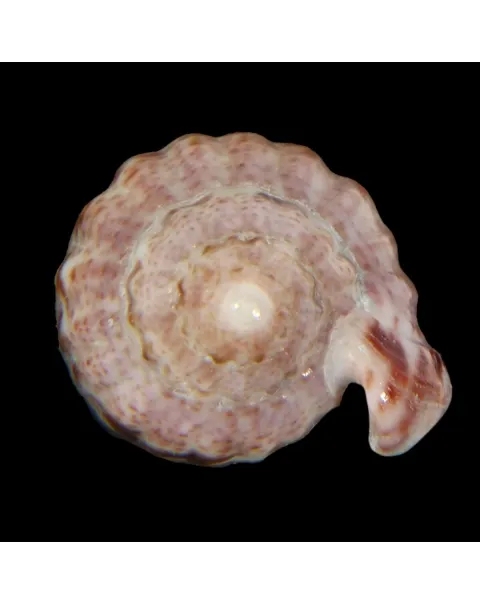Glabella Mirabilis